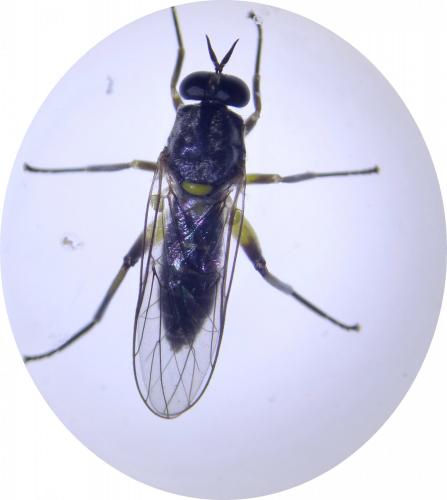 Réf. 259 497 : Solva marginata